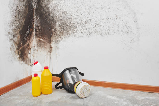 Environmental Consulting for Mold Prevention in Bellwood, IL